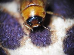 Cyclocephala lurida