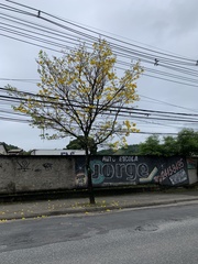 Handroanthus umbellatus