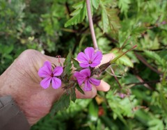 Geranium yeoi