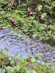 Nasturtium officinale