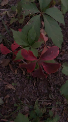 Parthenocissus quinquefolia