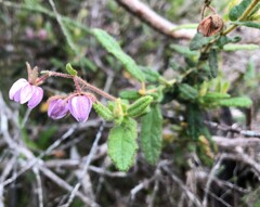 Thomasia petalocalyx