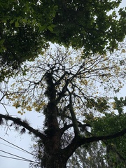 Handroanthus umbellatus