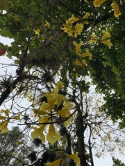 Handroanthus umbellatus
