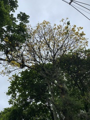 Handroanthus umbellatus