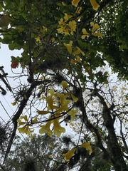 Handroanthus umbellatus