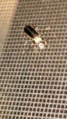 Podabrus flavicollis