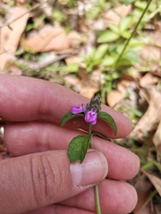 Rostellularia obtusa