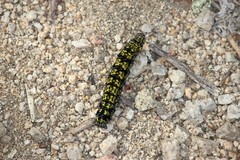 Alypiodes flavilinguis