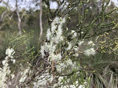 Melaleuca brevifolia