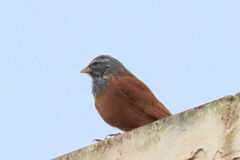Emberiza sahari