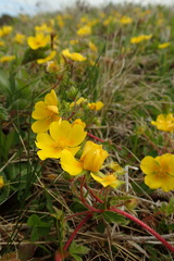 Potentilla stolonifera