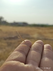Schizocephala bicornis