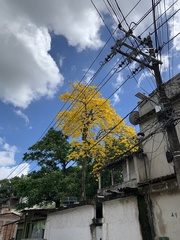 Handroanthus umbellatus