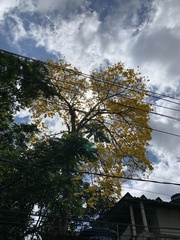Handroanthus umbellatus