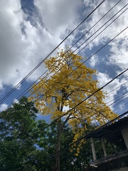 Handroanthus umbellatus