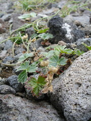 Potentilla matsumurae