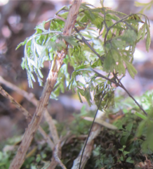 Hymenophyllum multifidum