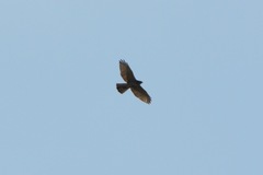 Buteo platypterus