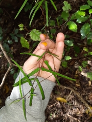 Parsonsia