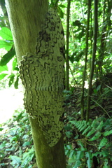 Thysania agrippina