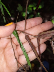 Parsonsia