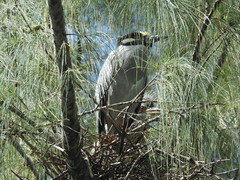 Casuarina equisetifolia