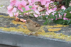Passer domesticus