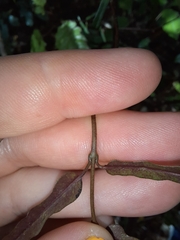 Parsonsia