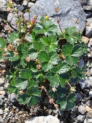 Potentilla matsumurae