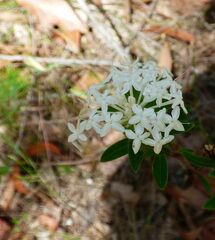 Pimelea linifolia