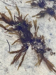 Taonia lennebackerae