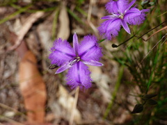 Thysanotus tuberosus