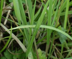 Amphineurus insulsus