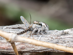 Pseudomogrus dalaensis