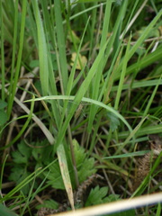 Amphineurus insulsus