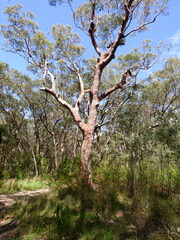 Angophora costata