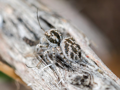 Pseudomogrus dalaensis