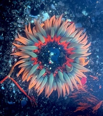 Anthopleura artemisia