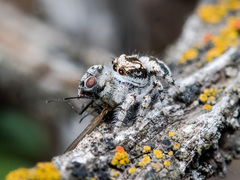 Pseudomogrus dalaensis