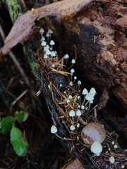 Mycena deceptor