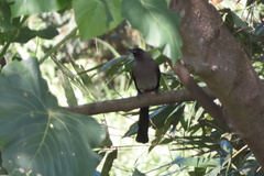 Dendrocitta formosae