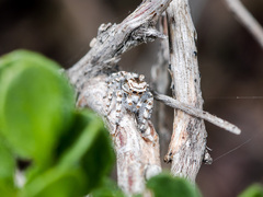 Pseudomogrus dalaensis