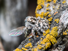 Pseudomogrus dalaensis