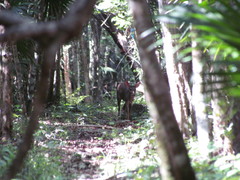 Odocoileus pandora