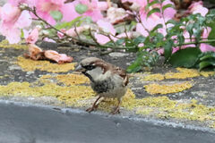 Passer domesticus