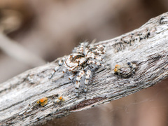 Pseudomogrus dalaensis