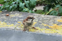Passer domesticus