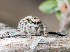 Pseudomogrus dalaensis