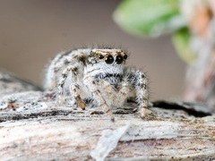 Pseudomogrus dalaensis